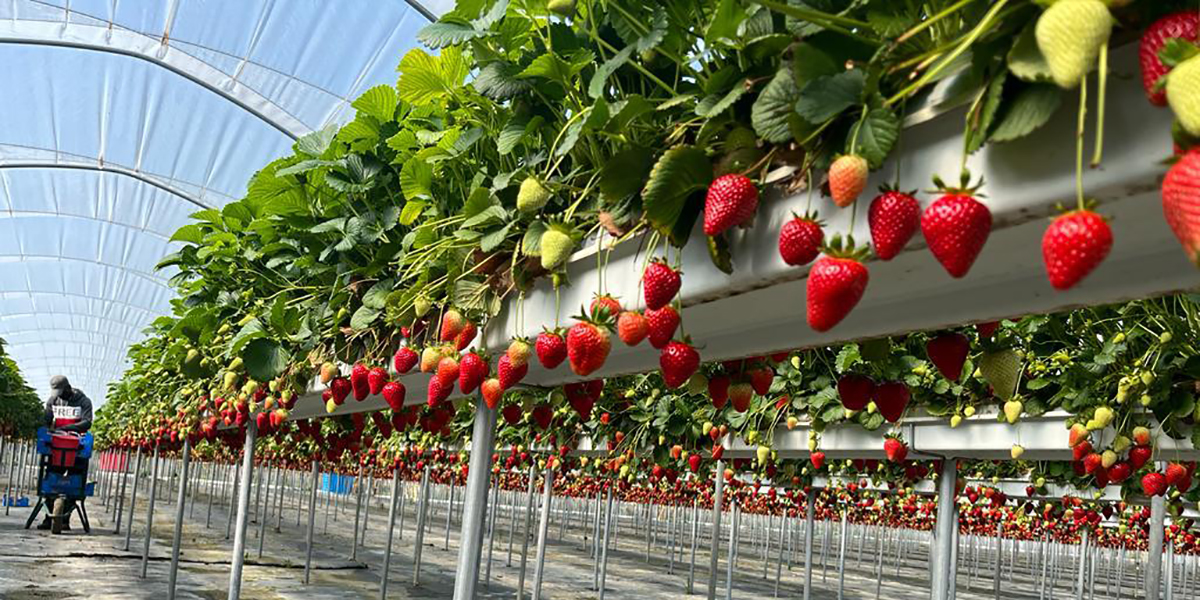 Fragole fuori suolo, la raccolta entra nel vivo
